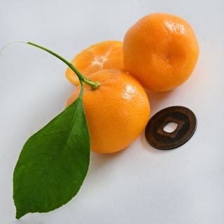 Cut and whole Calamondin Orange fruit with a coin to show size on a white background.