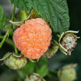 Close-up view of ripe Fall Gold Raspberry on a mature plant in a Baker Creek greenhouse.