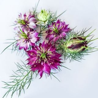A detailed view of several Mulberry Rose Love-In-A-Mist flowers with a pod on a white background.