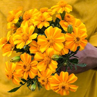 Bambino Marigold
