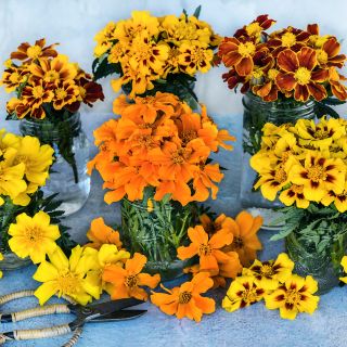 Disco Mix Marigolds in mason jars on a light background with garden scissors.
