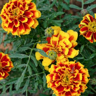 Colossus Red Gold Bicolor Marigold in garden.
