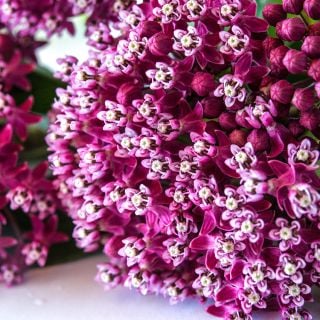 Close-up of Red or Swamp Milkweed flowers.