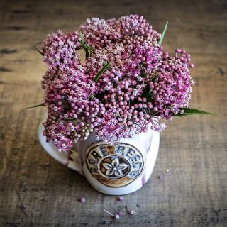 Soulmate Milkweed flowers arranged in a handmade ceramic rareseeds coffee mug on wood.