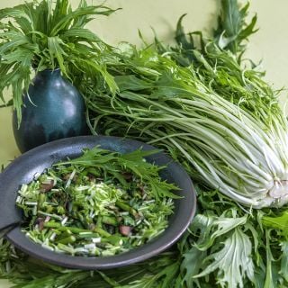 Early Mizuna head and salad.