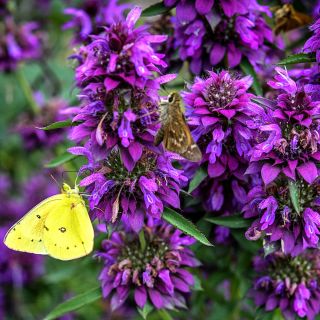 A close-up view of Bergamo Bee Balm with butterflies in the gardens at Baker Creek.