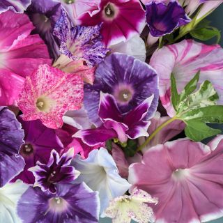 Imperial Japanese Mix Morning Glory 