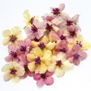 A close-up macro view of Southern Charm Mullein flowers on a white background.