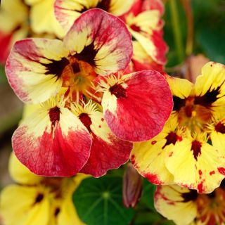 A close-up of the Orchid Flame Nasturtium flowers growing in the greenhouse at Baker Creek.