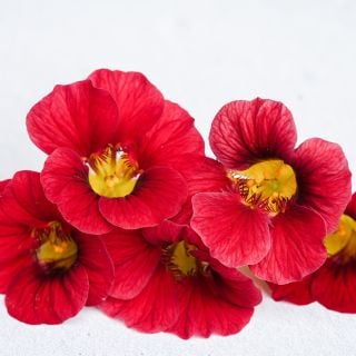Alaska Red Shades Nasturtium Blooms