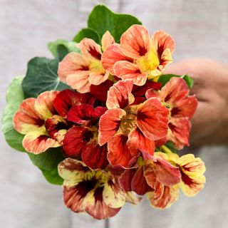 Bloody Mary Nasturtium
