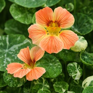 Tip Top Alaska Salmon Nasturtium growing in garden.
