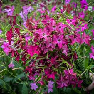Crimson Bedder Nicotiana flowers growing on the plant at the Baker Creek gardens.