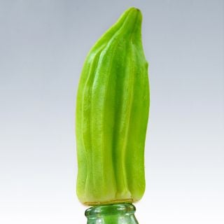 A single Eagle Pass Okra balanced on a bottle against a grey background.