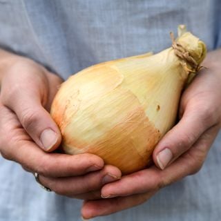 Ailsa Craig Onion bulb being held.