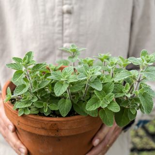 Wild Zaatar Oregano in a pot held by a gardener.