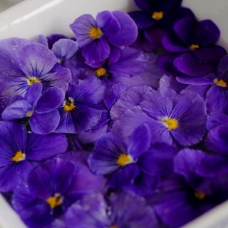 Blue Perfection Violas in a white bowl.