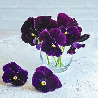 Berna Velvet Blue Pansy  in a small glass cup on a white background.            
