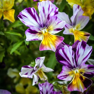 A close up picture of Brush Strokes Pansy; showing the intense purple streaks of color against the cream yellow viola petals. 