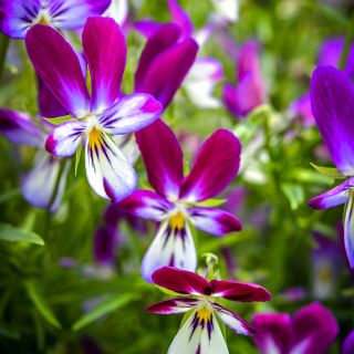 Bunny Ears Viola growing in garden.