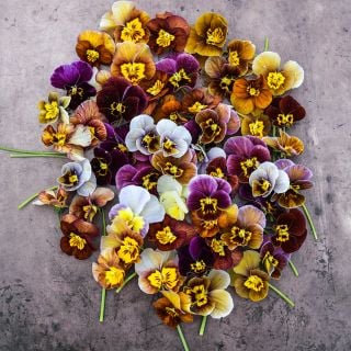 Historic Florist Mix Pansy bundle.
