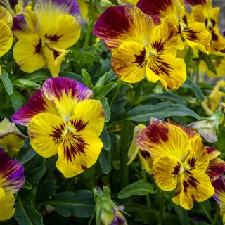 Laeta Fire Violas growing in garden.