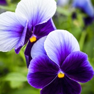Close-up Super Beaconsfield Pansies from garden.