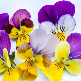 Close-up Sweetie Violas on white background.