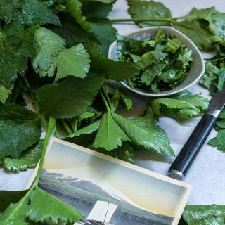 Mitsuba Japanese Parsley