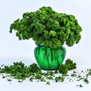 Moss Curled Parsley in green vase and white background