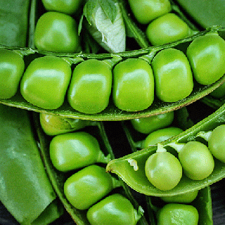 Photo of closeup of Sugar Snap open peas