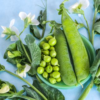 Little Marvel Garden Pea with vines and blooms on blue background.