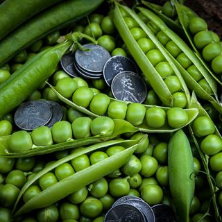 Lincoln Garden Peas with pods and coins that show Lincoln's image on a dark background.            