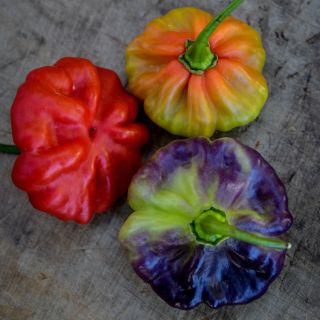 Three Aji Cachucha Sweet Peppers on a wood background.