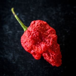 Close-up Apocalypse Scorpion Pepper on black background.