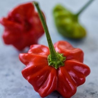 Close-up Brazilian Starfish Pepper