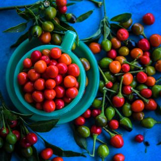 Chiltepin Wild Hot Pepper in blue coffee cup on bright blue background.