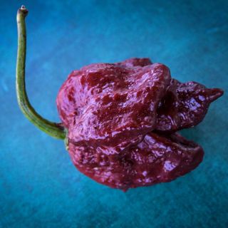 Chocolate Trinidad Scorpion Pepper on blue background.