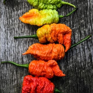 Death Spiral Peppers in line on wooden table top.