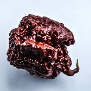 Chocolate Seven Pot Pepper close-up
