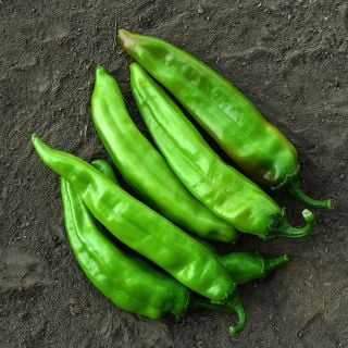 Big Jim Peppers in dirt, fresh from garden.
