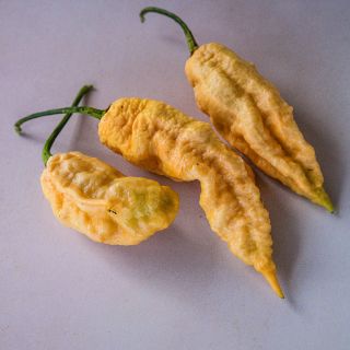 Jay's Peach Bhut Jolokia on light purple background.