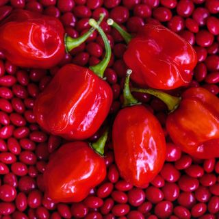 Red Savina Peppers on a bed of red hot candies.