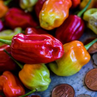 Tobago Seasoning Peppers with coins for size reference.