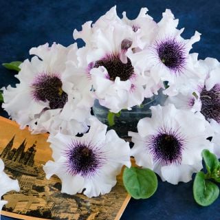 Superbissima Giant Alba blooms showing brilliant purple center on dark blue background.