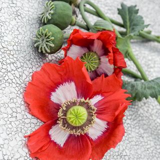 Close-up Danish Flag Poppy on stone background.