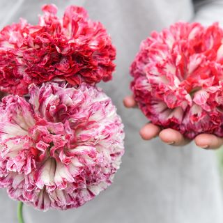Flemish Antique Poppy being held by gardener.