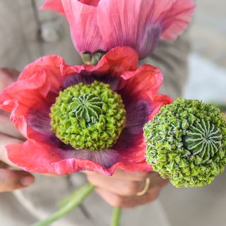 Hens and Chickens Poppy  blooms and pods being held.