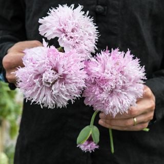 Lilac Pompoms being held out in garden.