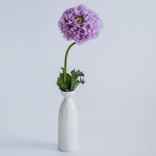 Single Purple Peony Poppy in white vase on white background.